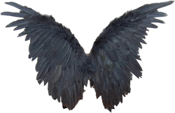 SACASUSA Black Feather Fairy Angel Wings for Halloween costumes Adults Teens Men Women